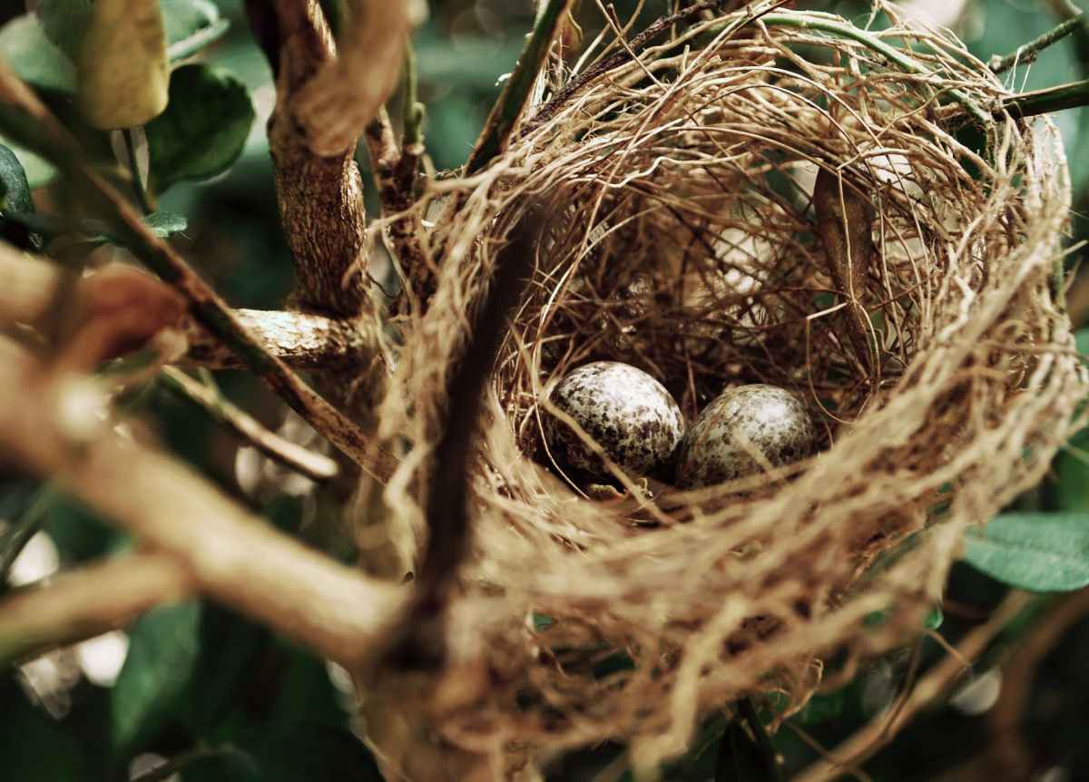 “Emotional Nesting” – Can I make it a&nbsp;thing?